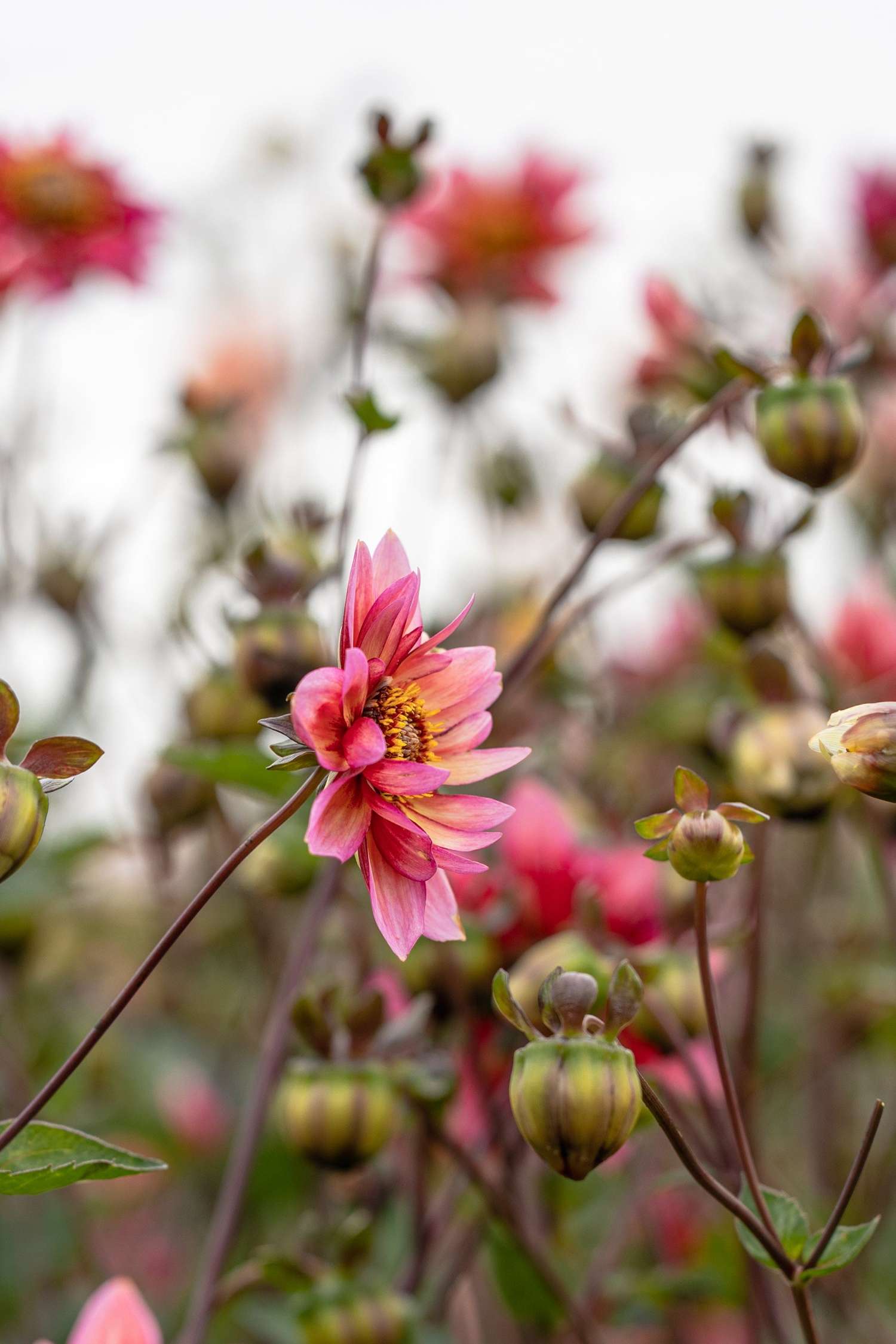 Daalia 'Princess Nadine'